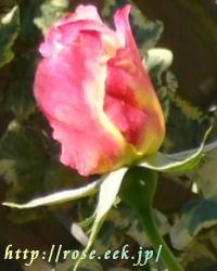 rose060428-2.jpg
