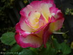 rose060429.jpg