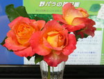 rose060617.jpg